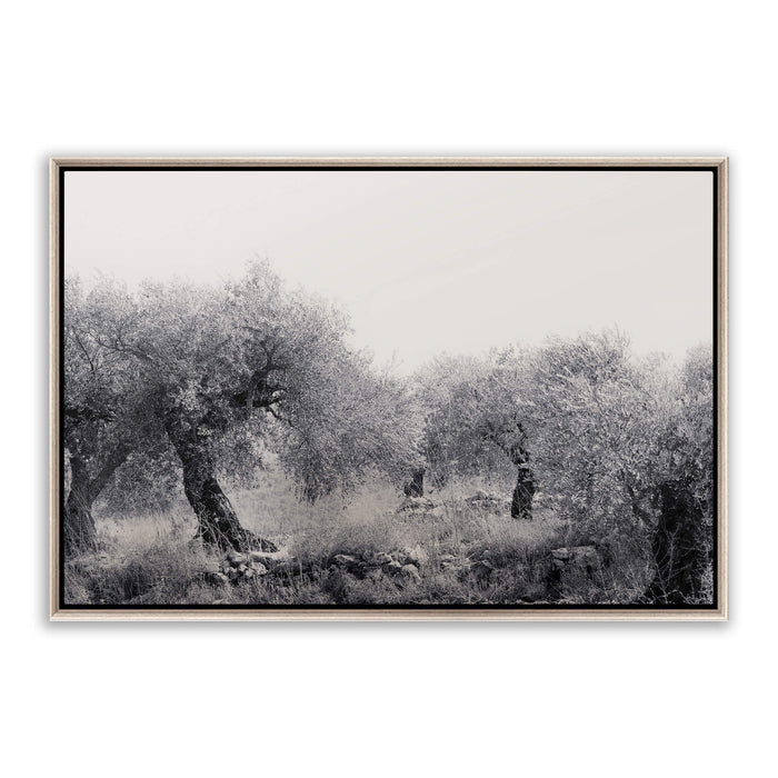 Northern Israel olive grove photo. 'Olive Grove' modern Christian art on metal with silver frame by Reflections of Christ.