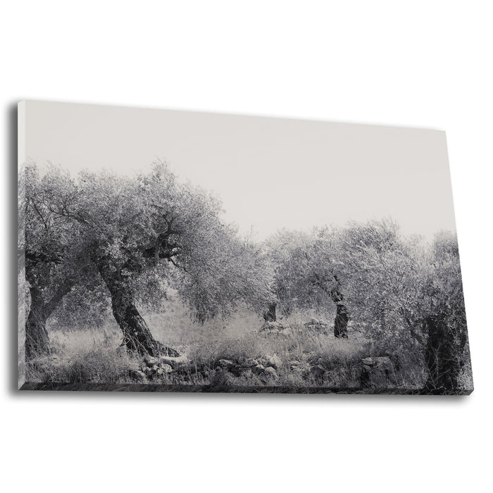 Northern Israel olive grove photo. 'Olive Grove' modern Christian art on canvas by Reflections of Christ.