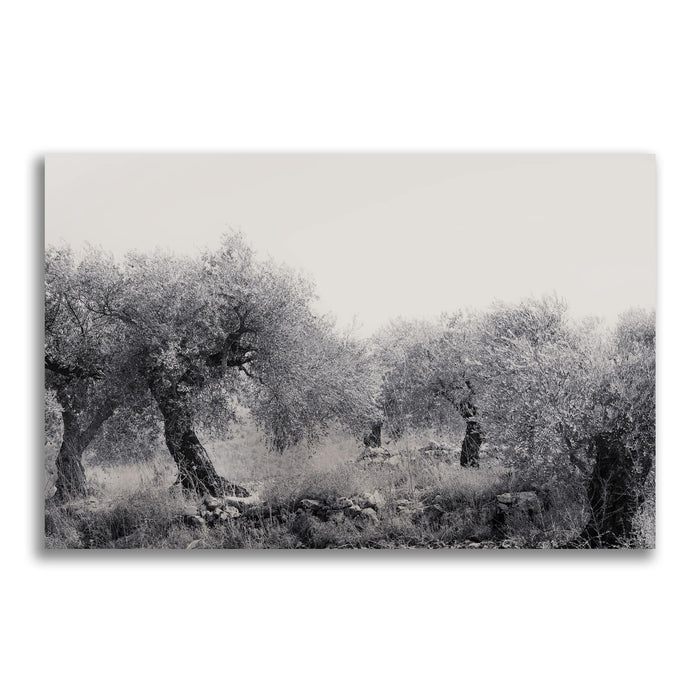 Northern Israel olive grove photo. 'Olive Grove' modern Christian art on metal by Reflections of Christ.