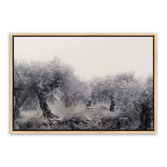 Northern Israel olive grove photo. 'Olive Grove' modern Christian art on metal with gold frame by Reflections of Christ.
