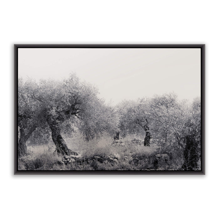 Northern Israel olive grove photo. 'Olive Grove' modern Christian art on metal with black frame by Reflections of Christ.