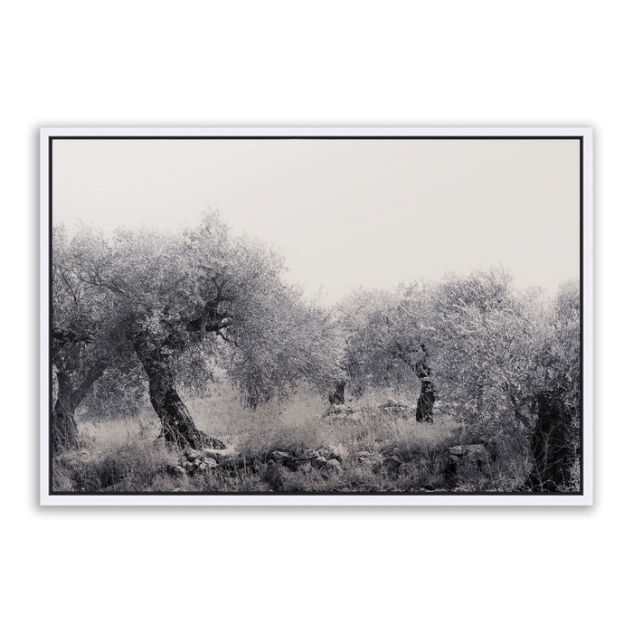 Northern Israel olive grove photo. 'Olive Grove' modern Christian art on metal with white frame by Reflections of Christ.