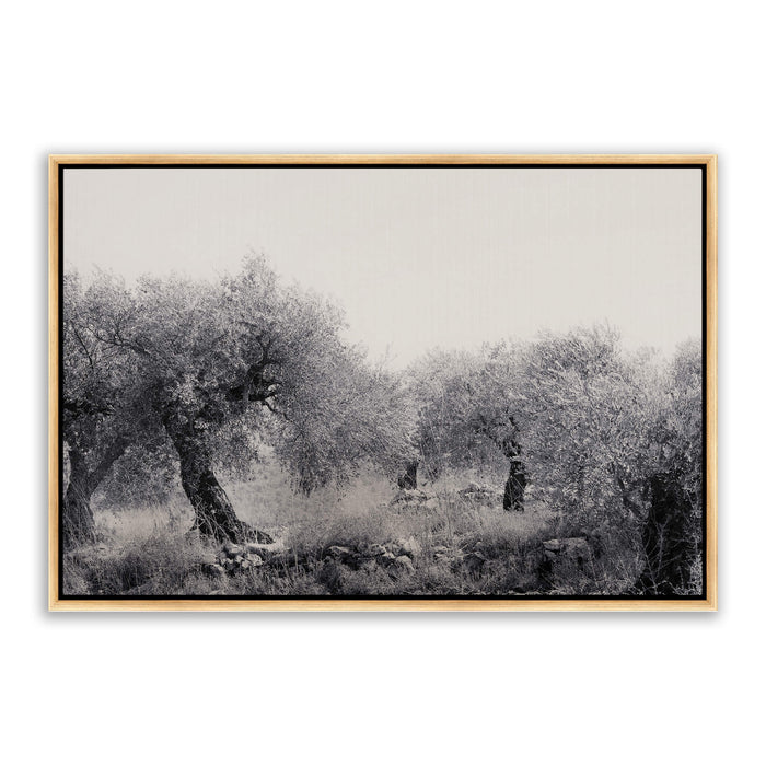 Northern Israel olive grove photo. 'Olive Grove' modern Christian art on canvas with gold frame by Reflections of Christ.