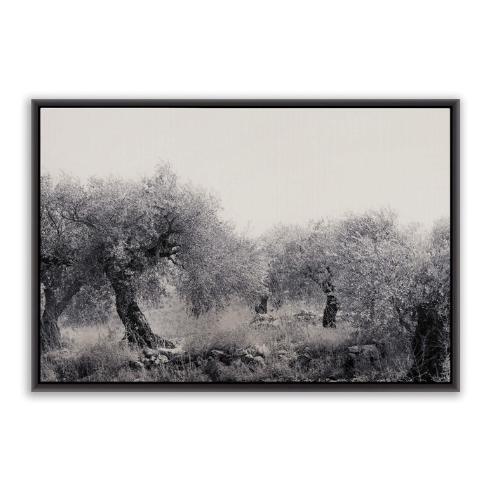 Northern Israel olive grove photo. 'Olive Grove' modern Christian art on canvas with black frame by Reflections of Christ.